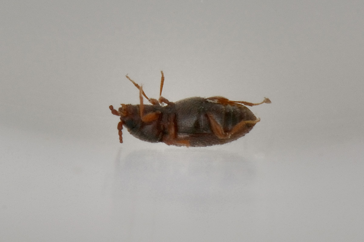 possibile Atomaria sp. (Chryptophagidae)